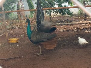 #孔雀,ベトナムのカフェ