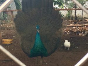 #孔雀,ベトナムのカフェ2