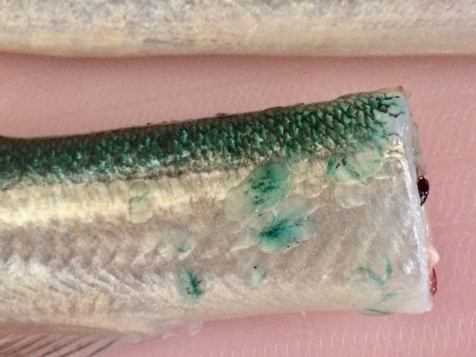 噂の青い骨が出現 ベトナムで食べる意外に旨い魚