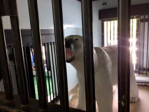 シロクマは移動、模型だ横浜の動物園.jpeg2