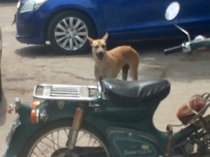 ミャンマーの野良犬