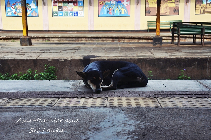 マウントラビニア駅のホームで丸くなって眠る野良犬
