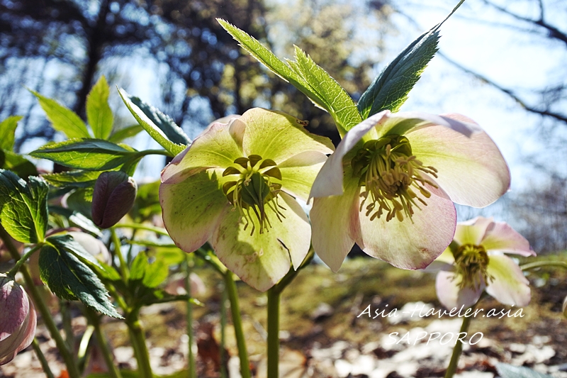 札幌の庭に咲くクリスマスローズの薄緑色の花