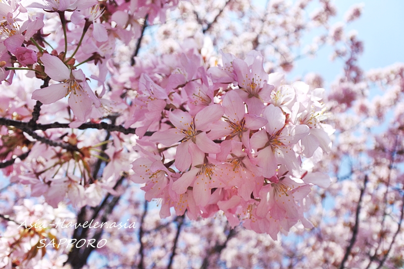 札幌の青空に映えるピンク色の満開の桜の花
