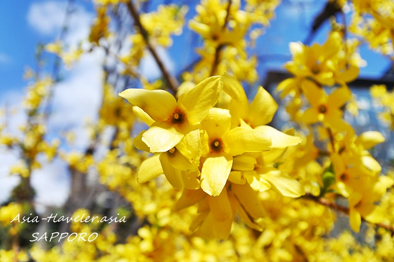 札幌の春に咲くレンギョウの黄色い花