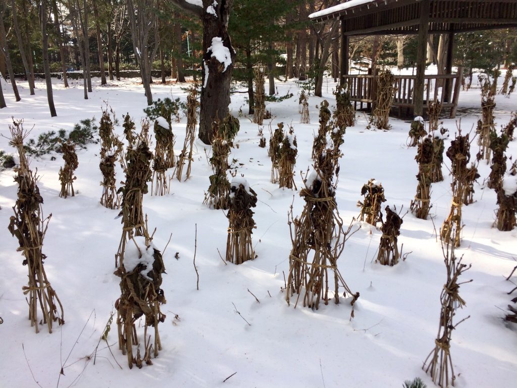 カラスに追いかけられる雪の中のキタキツネと雪の上のラッコ 東南アジア半年生活12年目の旅行記と地図