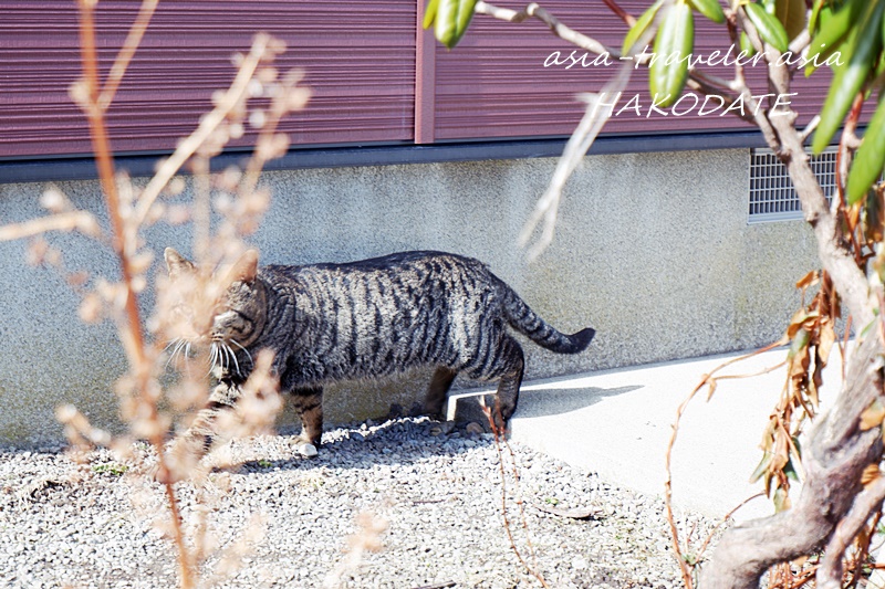 函館の路地でくつろぐキジトラ猫