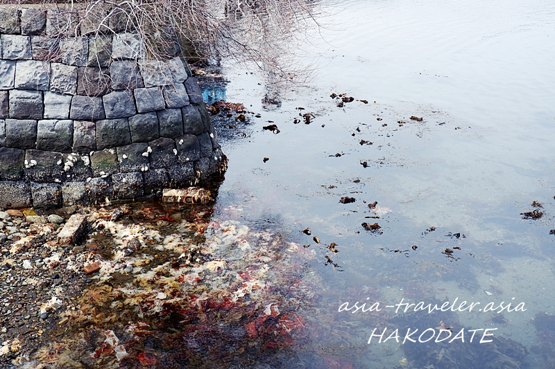 函館西部地区の桟橋付近に広がる海藻が漂う海岸