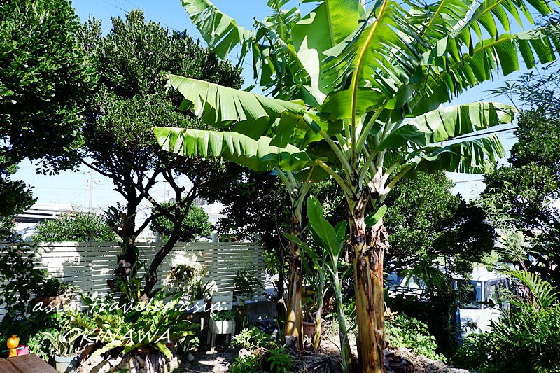沖縄・パーラードジュジュモの裏庭に茂るバナナの木