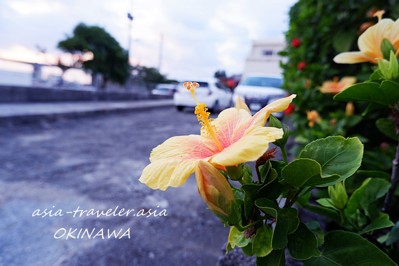 ハイビスカス