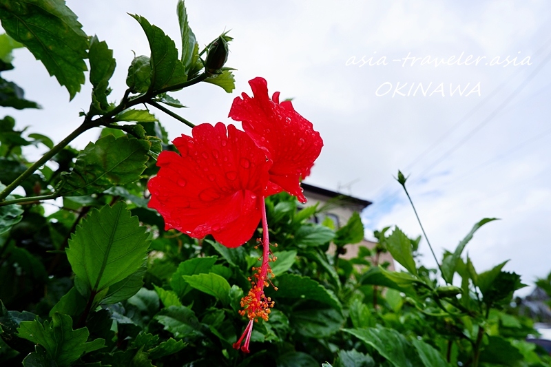ハイビスカス