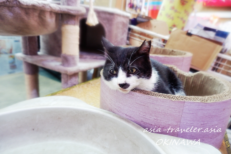 那覇 猫