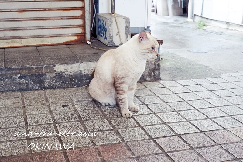 那覇 猫