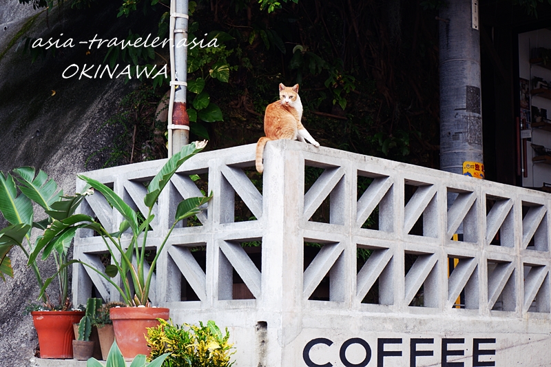 那覇 猫