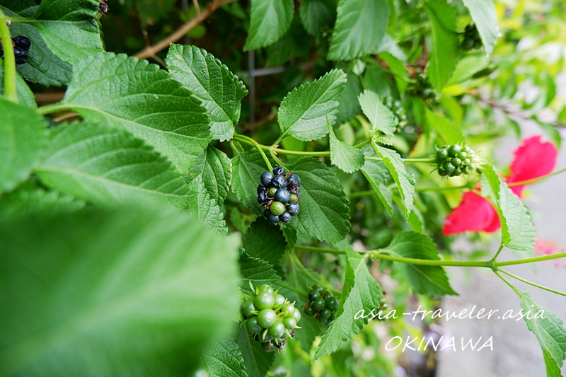 沖縄散策 10月