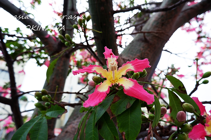 沖縄　花　秋