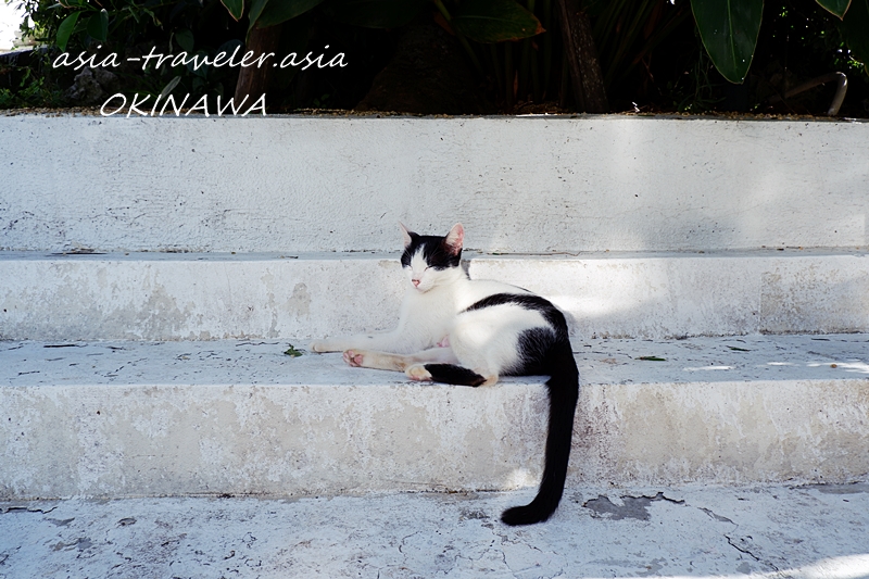 ウミカジテラス 猫