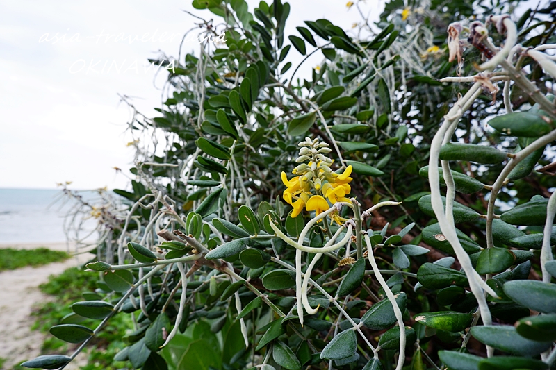 ウミカジテラス