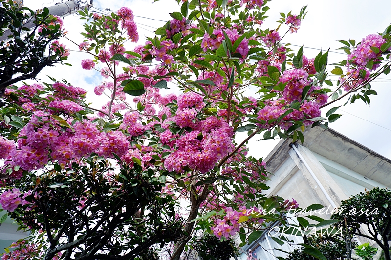 沖縄　イッペーの花