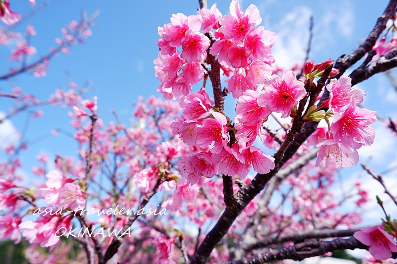 沖縄 桜