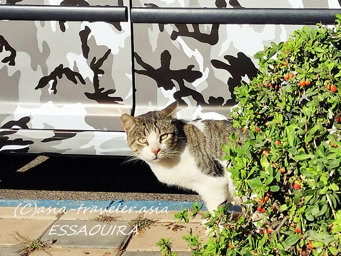 エッサウィラ 猫