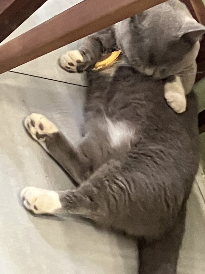 テーブルの下で仰向けに毛づくろいするグレー猫ボンちゃん