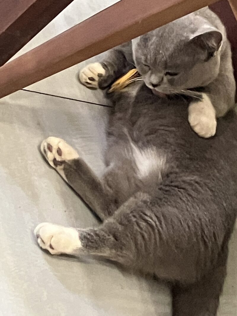 テーブル下で毛づくろい中のグレー猫ボンちゃん