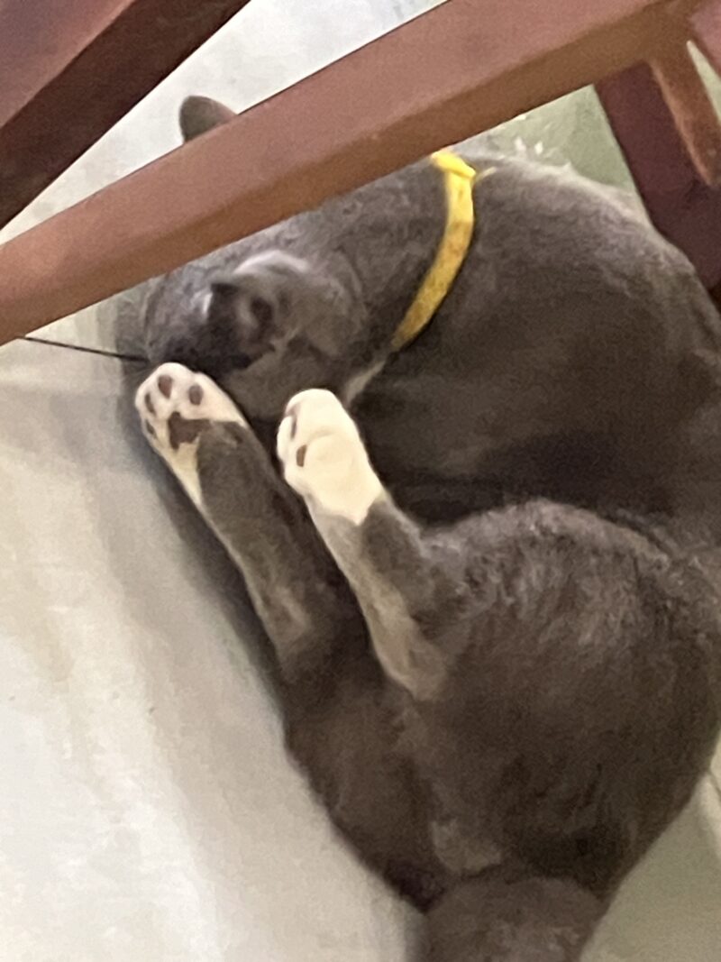 黄色い首輪のグレー猫ボンちゃんが床で丸まって眠る姿