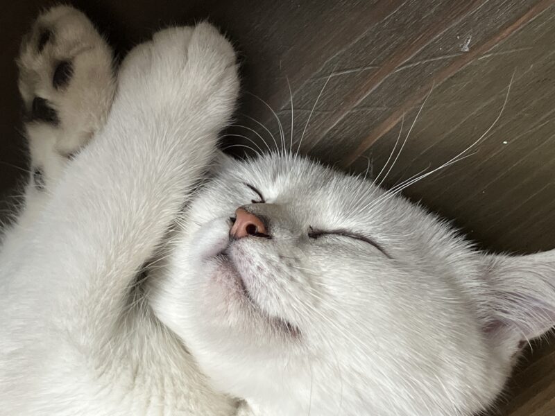 白猫ラテが仰向けで前足を上げて爆睡する姿