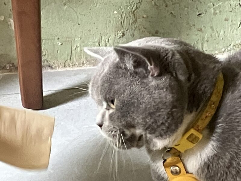 黄色い首輪をつけたグレーの猫ラテちゃんが獲物を狙う横顔