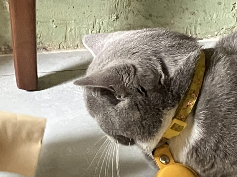 黄色い首輪をつけたグレー猫ボンちゃんが下を向く姿