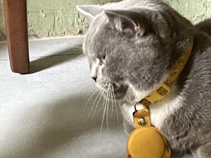 黄色い鈴付き首輪をしたグレーのボンちゃん