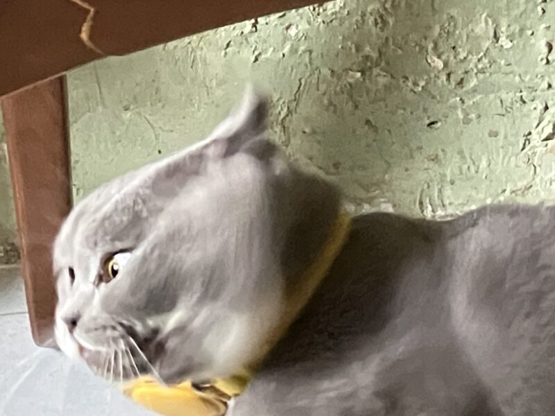 猫パンチで顔が揺れるグレーのボンちゃん