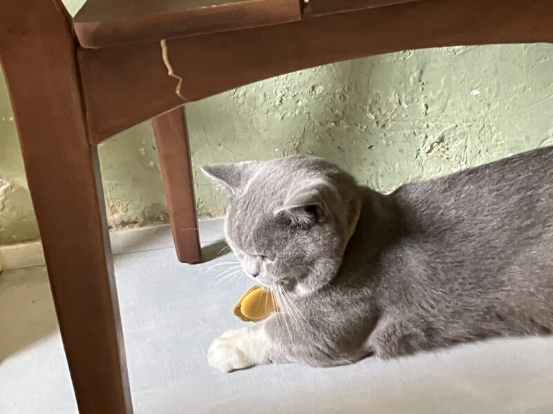 椅子の下でくつろぐグレーのボンちゃん