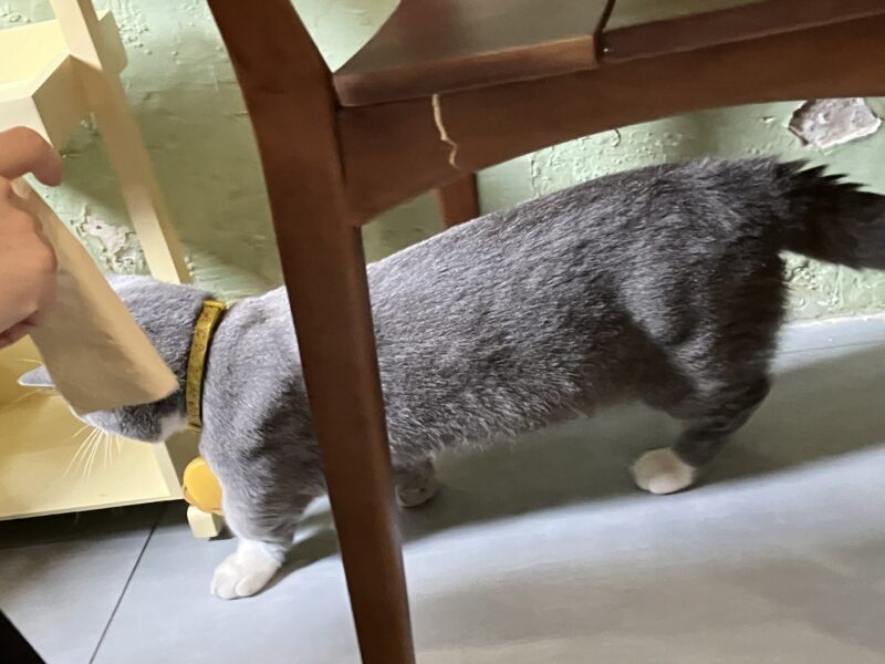 椅子の下を歩くグレー猫ボンちゃんの後ろ姿