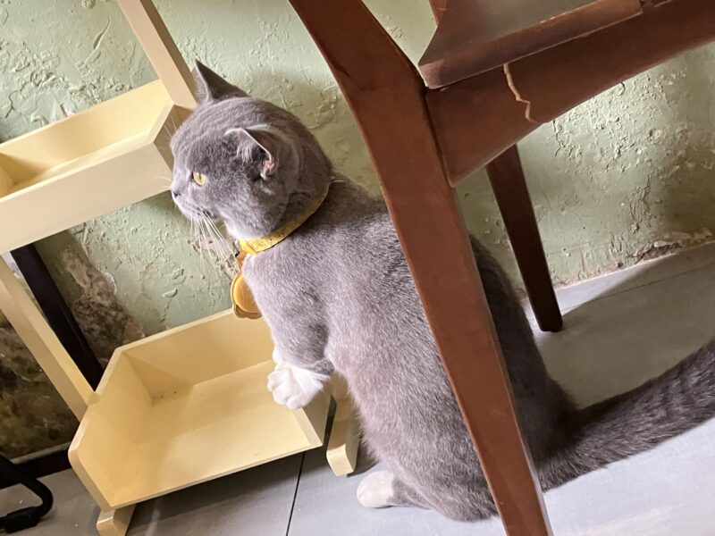 黄色い首輪をつけたグレーのブリティッシュショートヘア・ボンちゃん