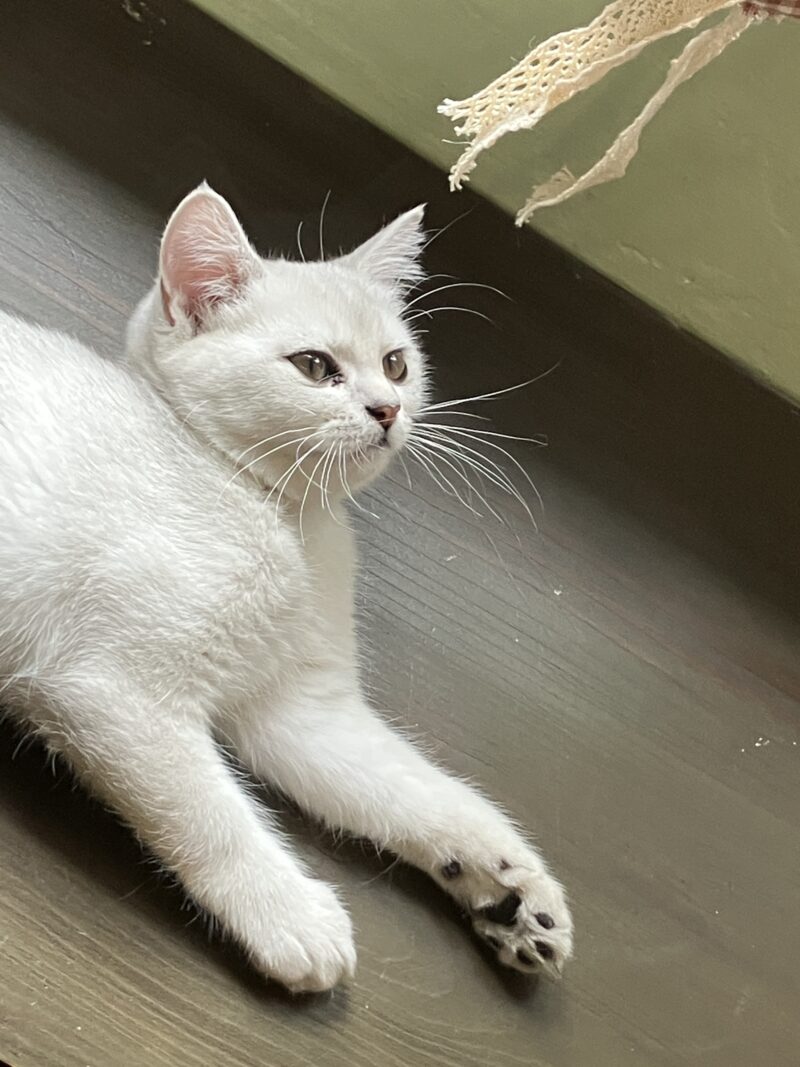 床に寝そべる白い長手足の子猫ラテ