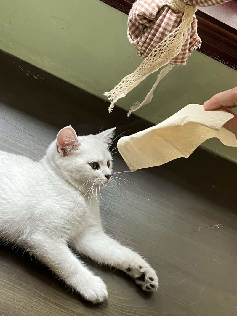 カフェの床でくつろぐ白猫にティッシュを差し出す場面