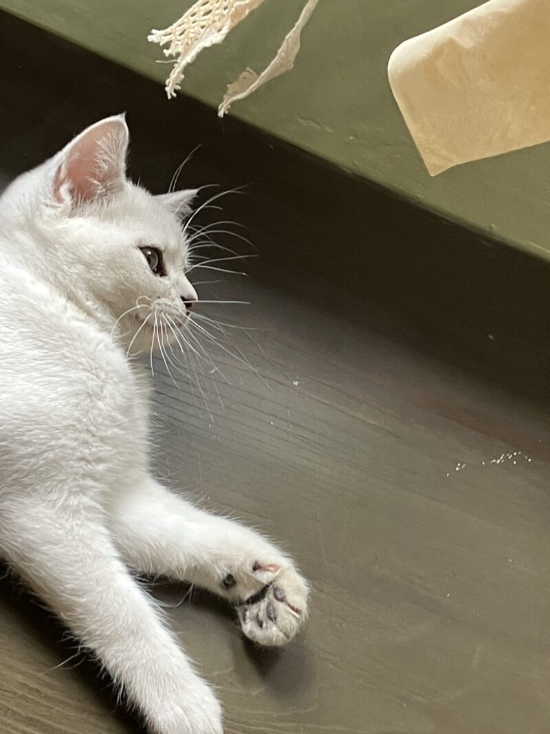 床に寝そべる白い子猫ラテのぷにぷに肉球