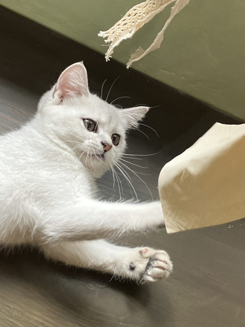 猫カフェの白い子猫ラテちゃんがナプキンに猫パンチ