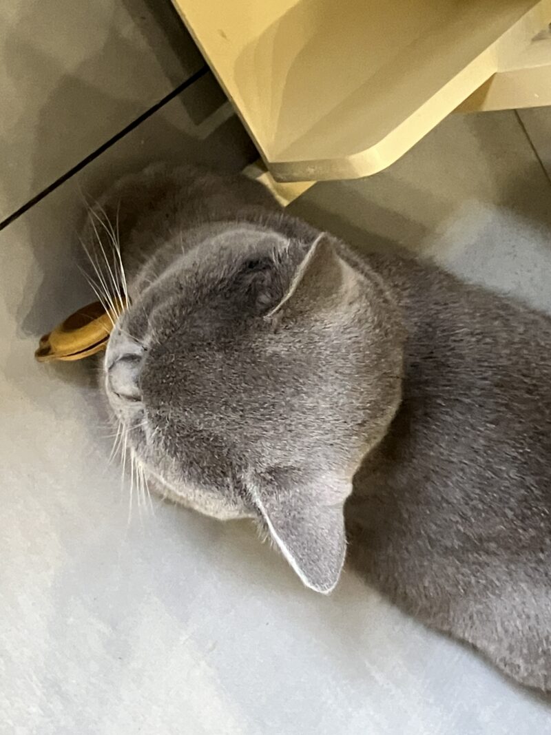 グッタリ横たわるグレー猫ボンちゃんのアップ