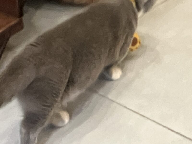 タイル床でおもちゃに猫パンチするグレー猫ボンちゃんの後ろ姿