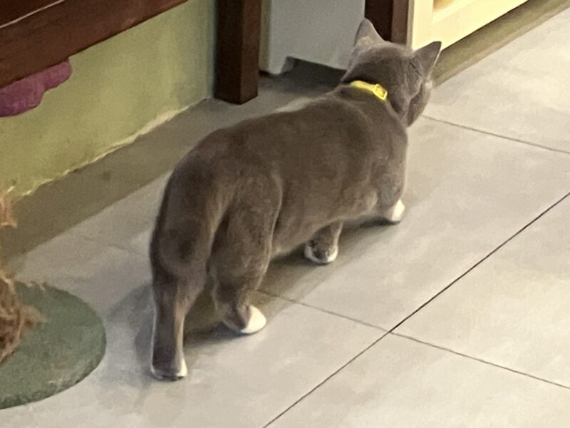 黄色い首輪をしたグレー猫ボンちゃんの後ろ姿