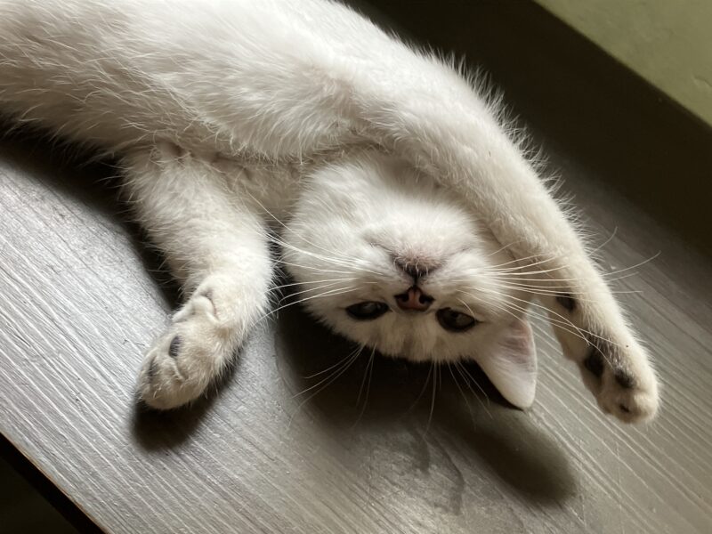 白猫ボンちゃんが床にグッタリ横になる様子