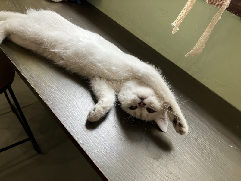 テーブルの上で大の字に寝そべる白猫ラテ