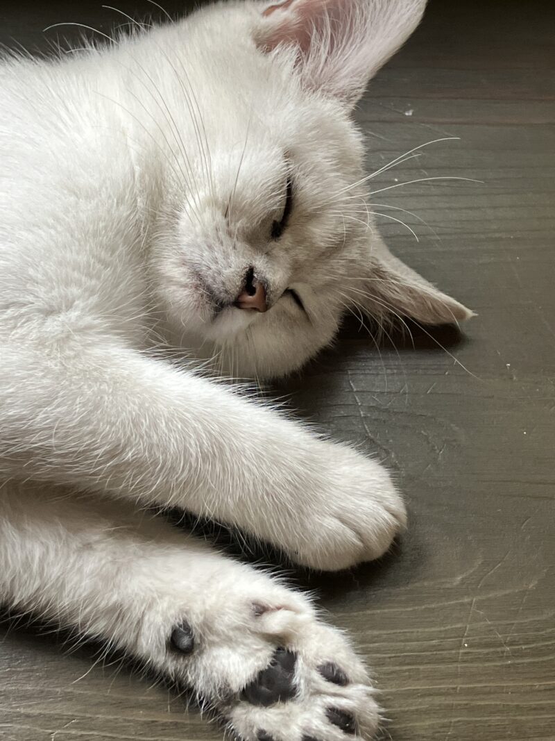 フローリングで熟睡する白猫ボンちゃんのアップ