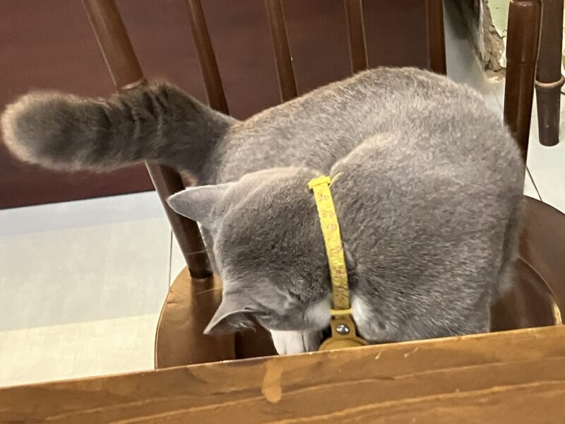 黄色い首輪をしたグレー猫ボンちゃんが椅子の上で匂いチェック