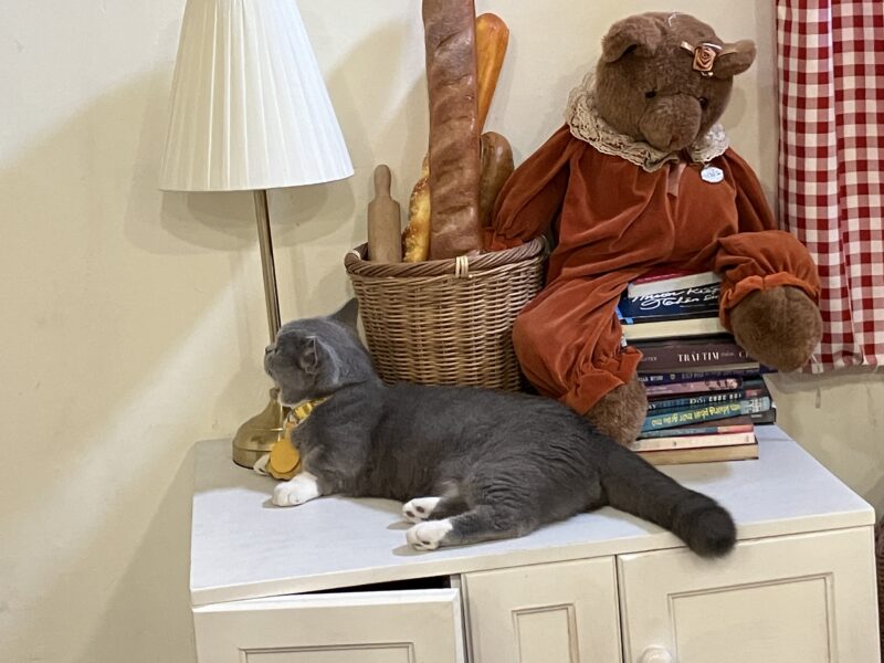 キャビネットの上でくつろぐグレー猫と本の山