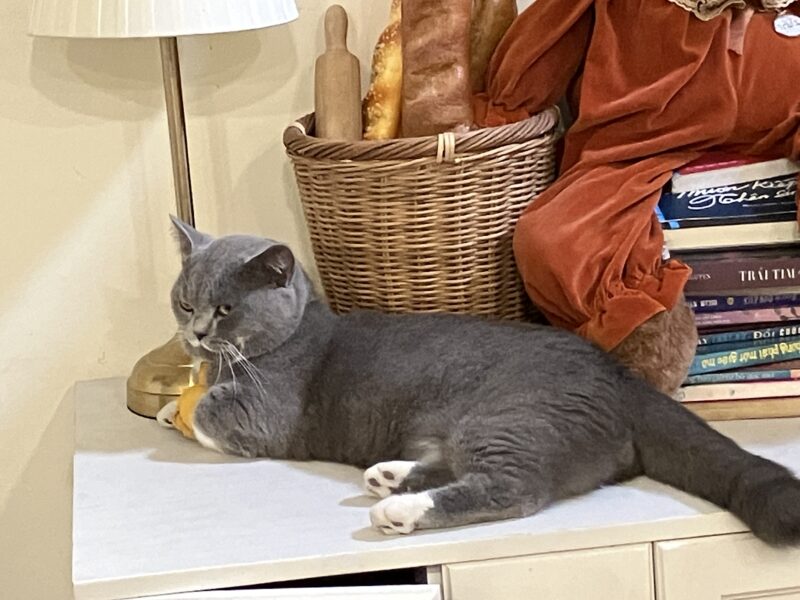 カウンターの上でくつろぐグレーのブリティッシュショートヘアのボンちゃん