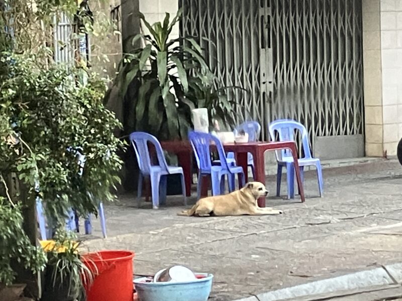 ホーチミン路上の青いプラスチック椅子と寝そべる野良犬